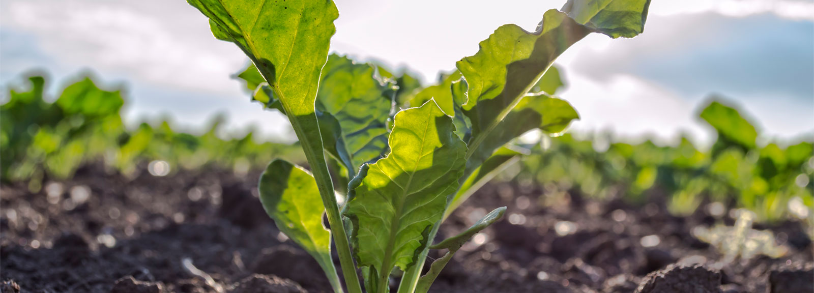 Locations » Michigan Beet Harvest